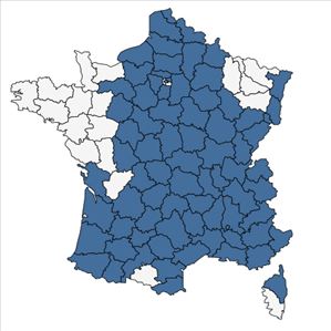 Répartition de Leontodon hispidus L. subsp. hispidus en France