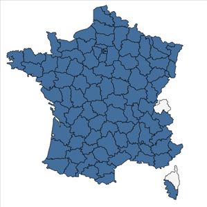 Répartition de Lapsana communis L. en France