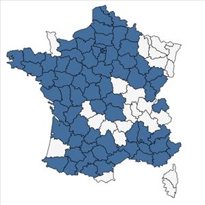 Répartition de Ammi majus L. en France