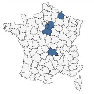 Répartition de Phytolacca esculenta Houtt. en France