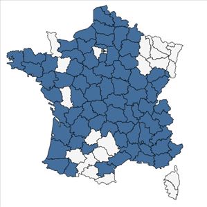 Répartition de Reynoutria x bohemica Chrtek & Chrtkova en France