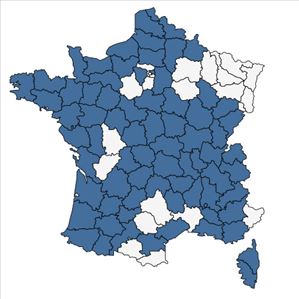 Répartition de Sagina apetala Ard. subsp. apetala en France