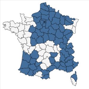 Répartition de Veronica hederifolia L. subsp. hederifolia en France