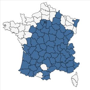 Répartition de Arrhenatherum elatius (L.) P.Beauv. ex J.Presl & C.Presl subsp. elatius en France