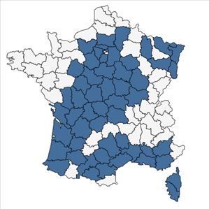 Répartition de Cytisus scoparius (L.) Link subsp. scoparius en France