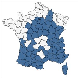 Répartition de Mentha suaveolens Ehrh. subsp. suaveolens en France