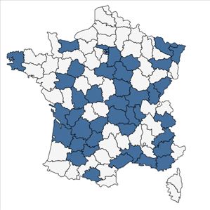 Répartition de Rorippa x anceps (Wahlenb.) Rchb. en France