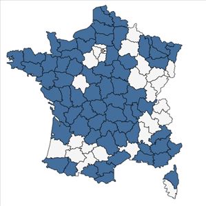 Répartition de Stellaria neglecta Weihe en France