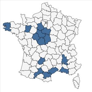 Répartition de Campanula pyramidalis L. en France