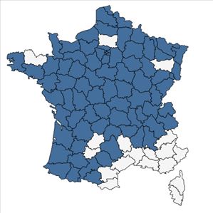 Répartition de Centaurea decipiens subsp. debeauxii (Godr. & Gren.) B.Bock en France