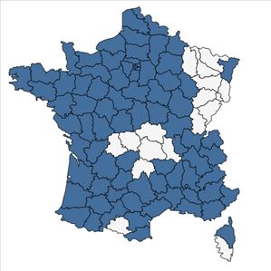 Répartition de Centaurium erythraea Rafn subsp. erythraea en France