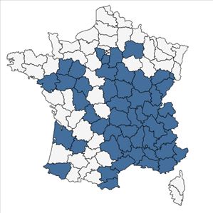 Répartition de Cerastium brachypetalum Desp. ex Pers. subsp. brachypetalum en France