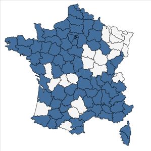 Répartition de Hordeum murinum L. subsp. murinum en France