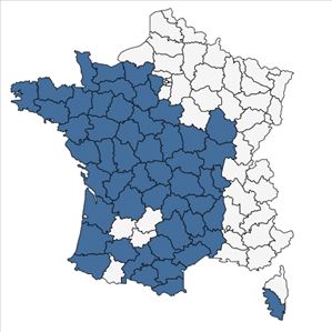 Répartition de Lepidium heterophyllum Benth. en France