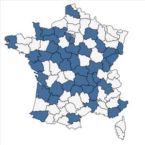 Répartition de Prunella x intermedia Link en France