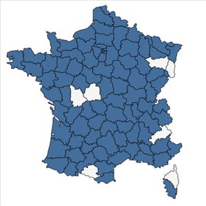 Répartition de Lepidium virginicum L. en France