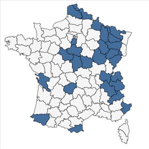 Répartition de Sisyrinchium montanum Greene en France