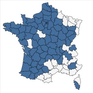 Répartition de Solanum nigrum L. subsp. nigrum en France