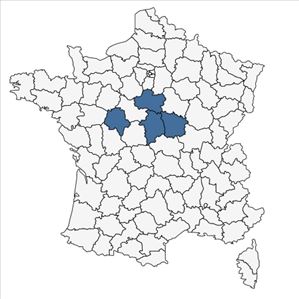 Répartition de Xanthium albinum (Widder) Scholz & Sukkop en France