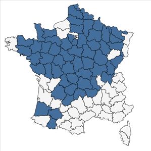 Répartition de Limosella aquatica L. en France