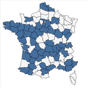 Répartition de Hypericum calycinum L. en France