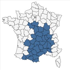 Répartition de Anarrhinum bellidifolium (L.) Willd. en France