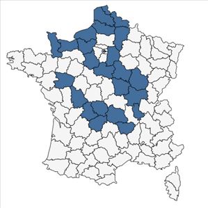 Répartition de Ulmus x hollandica Mill. en France