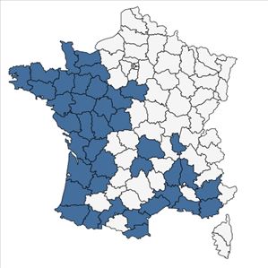 Répartition de Erigeron floribundus (Kunth) Sch.Bip. en France