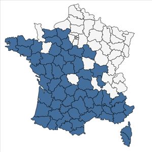 Répartition de Logfia gallica (L.) Coss. & Germ. en France