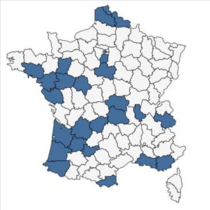 Répartition de Oenothera lindheimeri (Engelm. & A.Gray) W.L.Wagner & Hoch en France