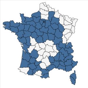 Répartition de Rumex pulcher L. subsp. pulcher en France