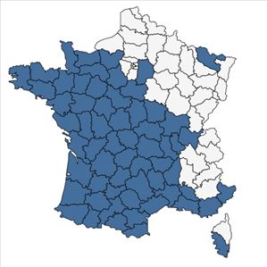 Répartition de Lotus angustissimus L. en France