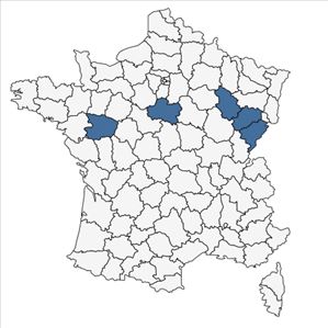 Répartition de Rubus armeniacus Focke en France