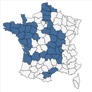 Répartition de Lolium x boucheanum Kunth en France