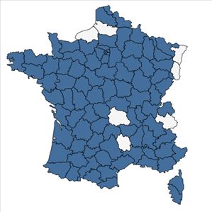 Répartition de Lythrum hyssopifolia L. en France