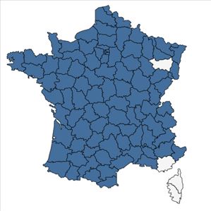 Répartition de Matricaria discoidea DC. en France