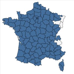 Répartition de Medicago arabica (L.) Huds. en France
