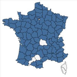 Répartition de Campanula trachelium L. subsp. trachelium en France