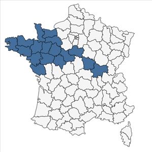 Répartition de Epilobium ciliatum var. adenocaulon (Hausskn.) B.Bock en France