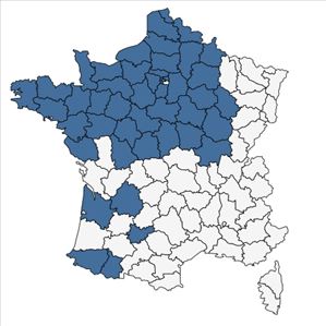 Répartition de Verbascum nigrum L. subsp. nigrum en France