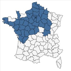 Répartition de Erysimum cheiranthoides L. subsp. cheiranthoides en France