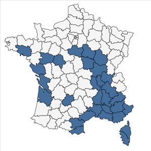 Répartition de Lolium rigidum Gaudin subsp. rigidum en France