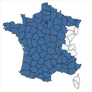Répartition de Mentha suaveolens Ehrh. en France