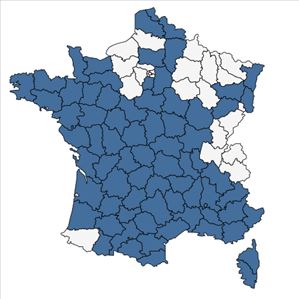 Répartition de Micropyrum tenellum (L.) Link en France