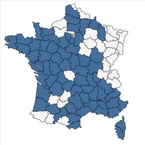 Répartition de Moenchia erecta (L.) G.Gaertn., B.Mey. & Scherb. en France