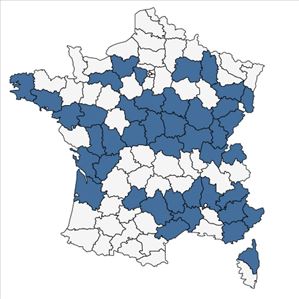 Répartition de Muscari botryoides (L.) Mill. en France