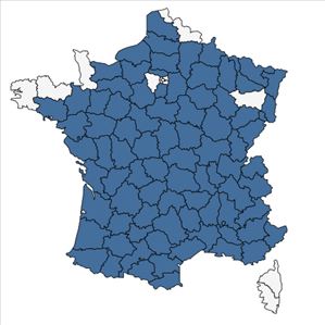 Répartition de Neotinea ustulata (L.) R.M.Bateman, Pridgeon & M.W.Chase en France