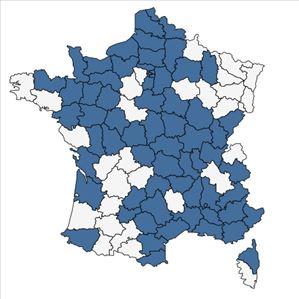 Répartition de Nepeta cataria L. en France