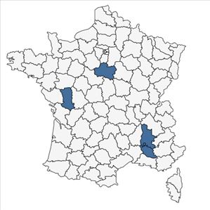Répartition de Bupleurum virgatum Cav. en France