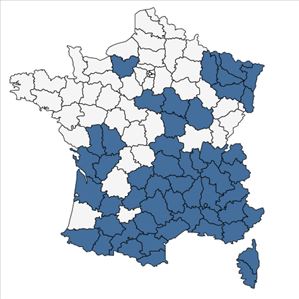 Répartition de Neslia paniculata subsp. thracica (Velen.) Bornm. en France